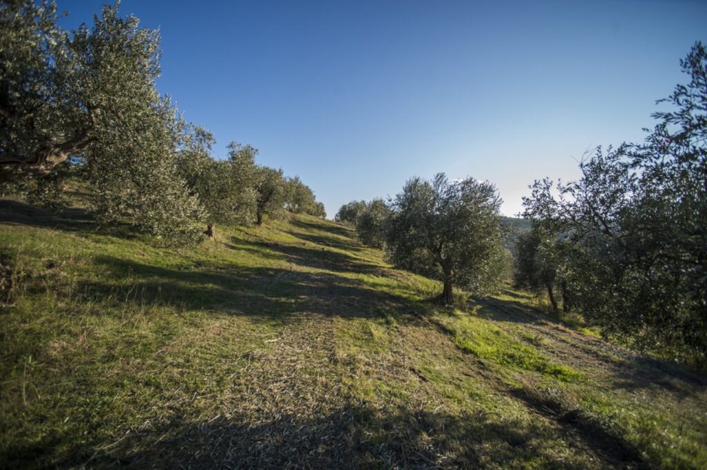 degustazioni olio pienza
